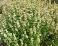 monarda punctata ab.jpg